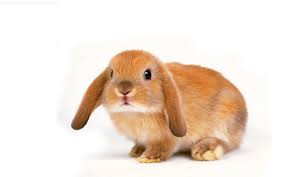 Image result for RABBIT