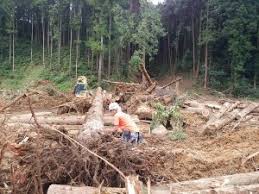 「Kanuma soil」の画像検索結果