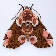 Image result for Isochaetes Beutenmuelleri and its moth form