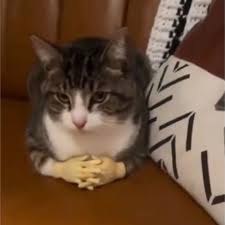 images?q=tbn:ANd9GcSqFd3sT8SJ2lTrcGq1NTiNur_Ghh78YZbQjmtzTuU5zZRdLHoO