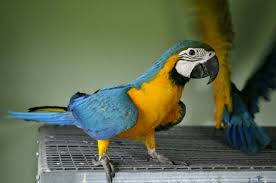 Image result for baby macaw parrot for sale