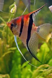 Image result for angelfish
