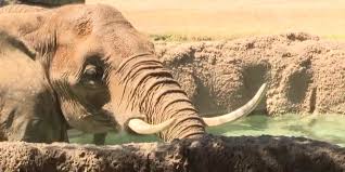 Cameron Park Zoo will no longer have elephants