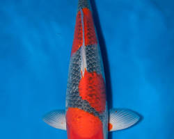 Image of Goshiki koi fish