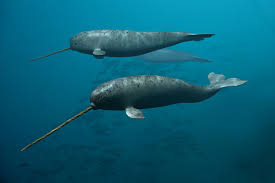 Image result for narwhal