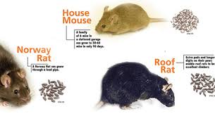 Image result for rats