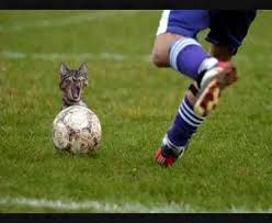 images?q=tbn:ANd9GcSqaVtPb1WzwKxDL3RbfmExMOqFDJ3m64IoCC17BreTbUS0-hO1sA