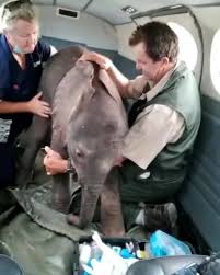 How do you move an elephant hundreds of kilometers in one ...