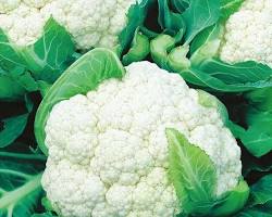 Image of Cauliflower vegetable