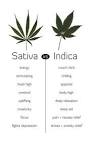 Sativa indica