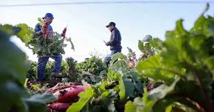 En México aún hay 21.6 millones de personas en inseguridad alimentaria: Sheinbaum