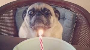 Image result for pugs
