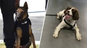 New Jersey officer charged after two K-9s die in hot vehicle, prosecutors say