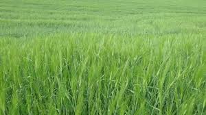 arpa tarlası ile ilgili görsel sonucu