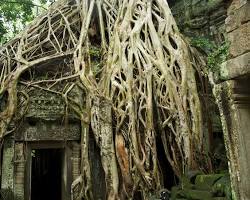 Image of Ta Prohm temple, with its overgrown tree roots