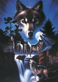 Image result for wolves