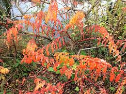 Image result for japanese parks and gardens