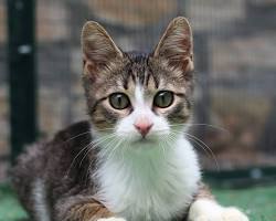catの画像