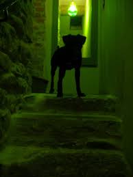 Αποτέλεσμα εικόνας για spooky dog