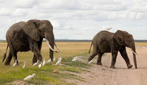 Death of 15 elephants in Kenyan national park sparks outrage, investigation