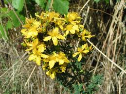 Resultado de imagen de hipérico planta