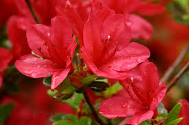 Image result for Azalea azaleas