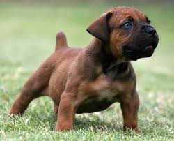 Image result for boerboel