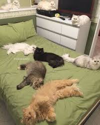 Image result for 12 cats lady