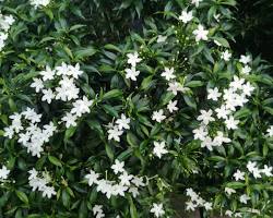 Image of Jasmine plant