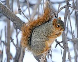 Image of fox squirrel