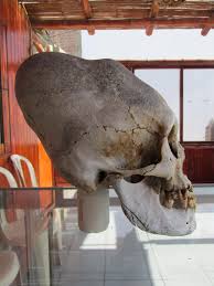 Résultat de recherche d'images pour "elongated skulls"