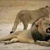 U.S. man accused of illegal hunt