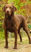 Image result for "Chesapeake bay retriever"