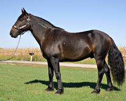 Image of Mustang horse