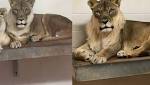  Zoo cracks the 'Curious Case of Bridget the Lioness,' who mysteriously grew a mane