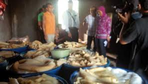 Hasil gambar untuk kikil berbahaya