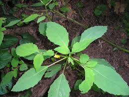 Image result for jewelweed