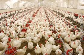 Image result for poultry farming