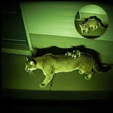 Cougar takes care of orphaned possums in California