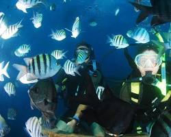 Imagen de Buceo en Isla Saona, República Dominicana