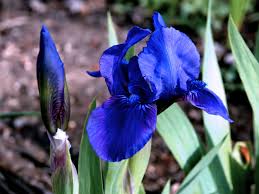 BLUE IRIS