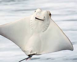 Rays sea animal