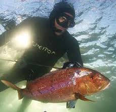 Image result for underwater rugby cali colombia 2015