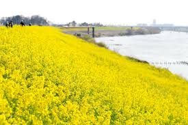 「土手の菜の花」の画像検索結果