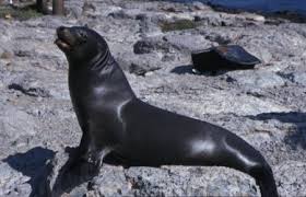 Resultado de imagen de león marino