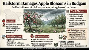 Orchards, crops hit as hailstorm strikes Budgam