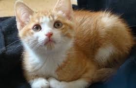 chaton roux et blanc