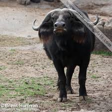 Image result for cape buffalo