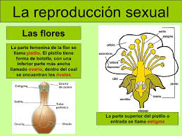 Resultado de imagen de LA REPRODUCCIÓN DE LAS PLANTAS