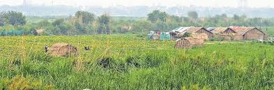 ‘Veggie bowl…toxins a worry’: Produce grown along polluted Yamuna flow into city mandis